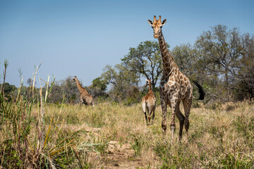 giraffe is a large African hoofed mammal belonging to the genus Giraffa