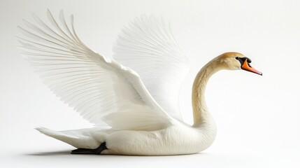 Fototapeta premium A Graceful Swan with Open Wings