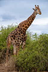 giraffe is a large African hoofed mammal belonging to the genus Giraffa