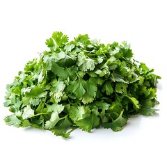 Fototapeta premium Coriander Leaves isolated on white background, close up