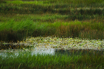 Explore Tranquil Beauty of a Wetland Lake, Lush Green Reeds, Flowering Flora, Ducks in Calm Waters, Framed by Scenic Trees and a Blue Sky, Perfect Outdoor Nature Escape in Summer