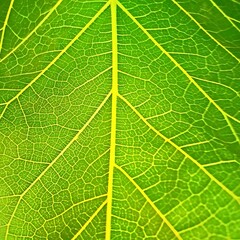Close-Up of Green Leaf Veins with Detailed Texture and Vivid Color
