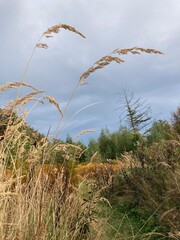 Gräser im Wald im Herbst  ragen in den Himmel