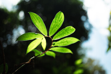 Beauty of Nature, Vibrant Green Leaves and Fresh Foliage in Forest, Highlighting Importance of Conservation Ecology on Earth, Sunlight Filters Through Trees, Showcasing the Growth of Flora