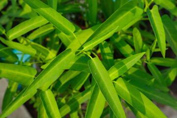 Water spinach background, Raw fresh vegetables