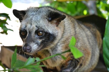 インドネシアのジャコウネコ