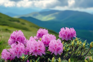 Pink rhododendron flowers in the Carpathian mountains