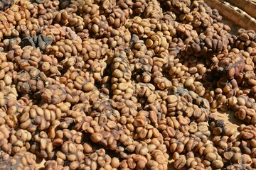 インドネシアのコピルアク