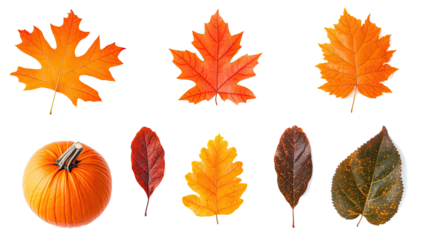 Autumn Leaves and Pumpkins Arranged on a Transparent Background Generative AI