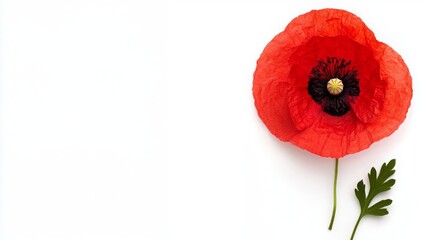 Vibrant Red Poppy Flower on White Background