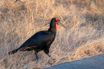 Ground hornbills are conspicuous by their size and their striking black plumage and red wattles