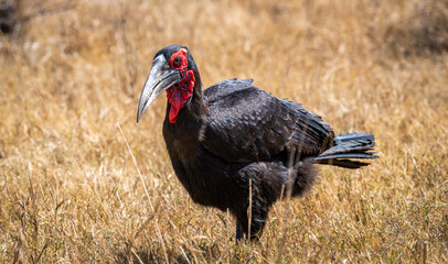 Ground hornbills are conspicuous by their size and their striking black plumage and red wattles