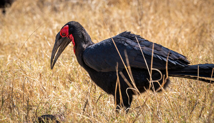 Ground hornbills are conspicuous by their size and their striking black plumage and red wattles