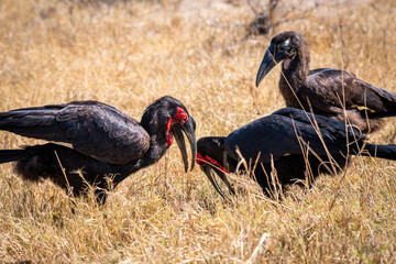 Ground hornbills are conspicuous by their size and their striking black plumage and red wattles