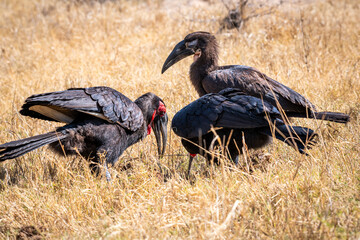 Ground hornbills are conspicuous by their size and their striking black plumage and red wattles