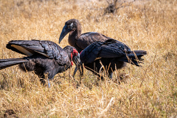 Ground hornbills are conspicuous by their size and their striking black plumage and red wattles