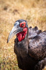 Ground hornbills are conspicuous by their size and their striking black plumage and red wattles
