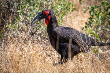 Ground hornbills are conspicuous by their size and their striking black plumage and red wattles
The yellow-billed hornbill is a medium sized bird, at 50 cm in length. This hornbill has grey upperparts