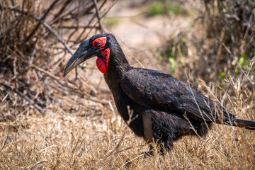 Ground hornbills are conspicuous by their size and their striking black plumage and red wattles