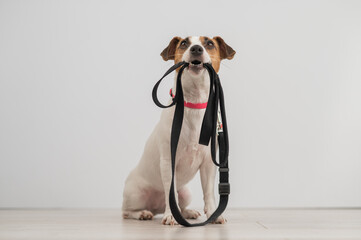 Jack Russell Terrier dog holding a leash and calling for a walk. 