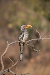 The yellow-billed hornbill is a medium sized bird