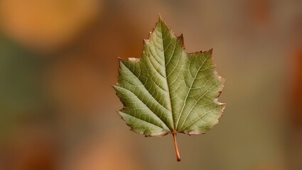 Obraz premium A highly detailed, close-up photograph of a single, freshly fallen leaf, showcasing its intricate texture