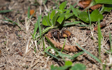 Spider Wandering in the Garden 