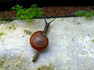 A snail, meticulously tracing its path across a weathered stone surface.