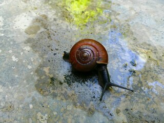 A snail, meticulously tracing its path across a weathered stone surface.