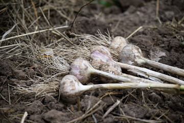 Obraz premium Fresh organic garlic bulbs harvested from a vegetable garden