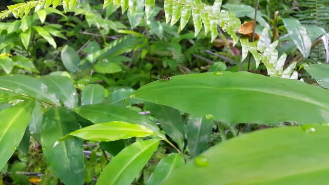 Cryptus viduatorius, Homotherus locutor, Platylabus odiosus, diplazontinae, Cylloceriinae, Lissonota, Baryceros audax, Baryceros texanus,Cylloceria impolita, Mesostenus thoracicus,Odontocolon dentipes