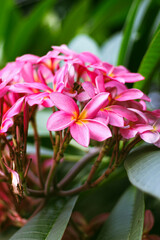 pink and yellow flower