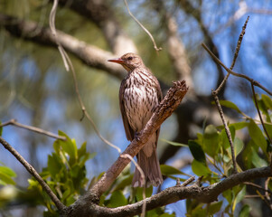 A female Australasian Figbird perched on a branch