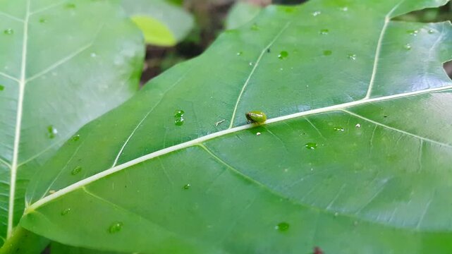 Green rounded Issid Planthopper. This odd little planthopper is known from Sumatra and Java (west & central). They are about 4 mm and jump away when you get closer too fast.
