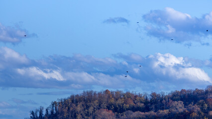 Birds Against a Dramatic Sky