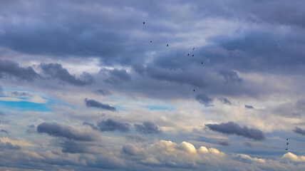 Birds Against a Dramatic Sky