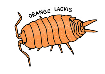 Isopod illustration, Porcellio laevis, orange laevis isopod
