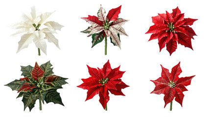 Christmas Poinsettia Flowers in Various Colors Transparent Background Generative AI