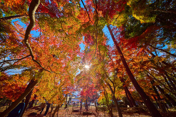 秋の埼玉県秩父郡長瀞の月の石もみじ公園の紅葉