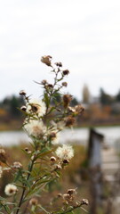 Swan Lake in Victoria, BC, Canada