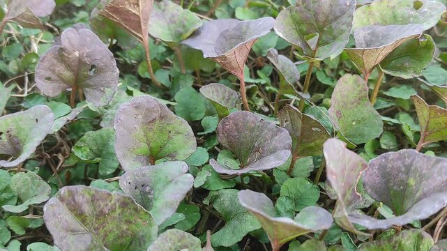 Shield dock leaves - Latin name - Rumex scutatus