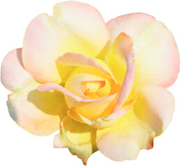 Fototapeta premium White, yellow and pink roses blend perfectly on a white background. Flowers of love are given to each other on Valentine's Day, the day of love and happiness.