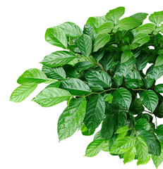 fresh green mint, a plant bush with green leaves on a png background, fresh green leaves brush, fresh leaves