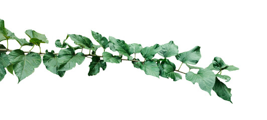 a green plant on a branch with leaves, green plant on a branch with leaves on png, green leaves isolated
