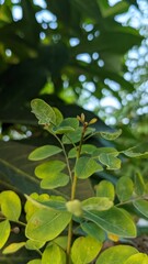 beautiful green leaves