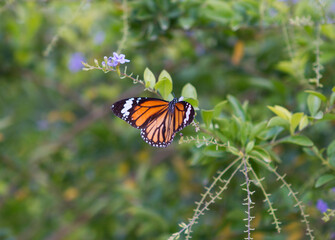 Monarch Butterfly