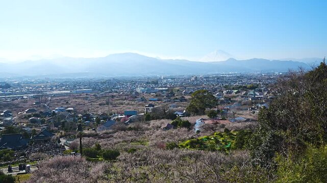 Soga plum grove and Odawara townscape and Mt. Fuji seen from Sogabetsusho