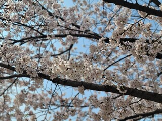 cherry blossom