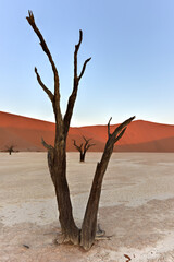 Dead Vlei, Namibia