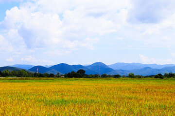 The atmosphere of rice fields alternating with mountains under clear skies looks naturally beautiful, indicating abundance and friendliness to the environment. Northern Thailand, Southeast Asia.